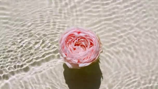 Vue de dessus au ralenti des fleurs roses à la surface de l'eau et des vagues sur fond pastel. Eau éclaboussure blanche, de couleur beige. Eau pure avec reflets lumière du soleil et ombres. Saint Valentin. — Video