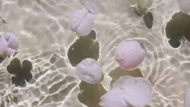 Flores de pétalos de rosa en la superficie del agua y de ondas sobre fondo pastel, beige. Sol y sombras. Agua blanca pura con reflejos de luz solar y sombras en cámara lenta. Textura de San Valentín. — Vídeos de Stock