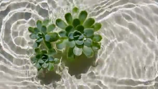 Fiori succulenti verdi sulla superficie dell'acqua e gocce d'acqua che cadono, gocce di pioggia onde su sfondo beige. Acqua spruzzata di colore bianco. Acqua pura con riflessi luce solare e ombre. San Valentino. — Video Stock