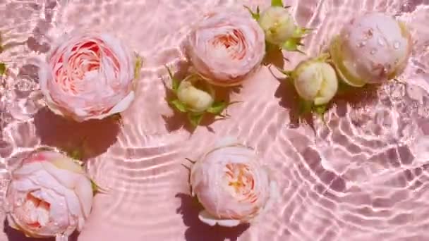 Roze roos bloemen op wateroppervlak en golven op roze achtergrond. Water splash roze gekleurd. Zuiver water met reflecties zonlicht en schaduwen. Valentijnsdag textuur. — Stockvideo