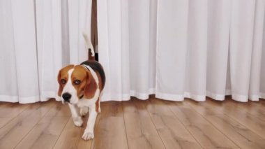 Köpek Beagle sahibi ile oyun oynuyor ve kameraya doğru yavaş çekimde koşuyor. Mans en iyi arkadaş. Yavaş çekim.