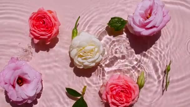 Ροζ τριαντάφυλλο λουλούδια στην επιφάνεια του νερού και πτώση σταγόνες νερού, κύματα σε ροζ φόντο. Νερό πιτσιλίζει ροζ χρώμα. Καθαρό νερό με αντανακλάσεις ήλιου και σκιάς. Ημέρα Αγίου Βαλεντίνου υφή. — Αρχείο Βίντεο
