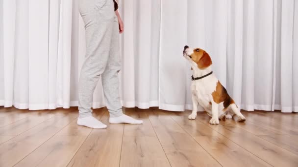 Frauen lehren tierisches Kommando. Hund Beagle sitzt zu Hause auf dem Boden und bellt. Hundetraining. Konzept Gehorsam, Freundschaft. Mans bester Freund. — Stockvideo