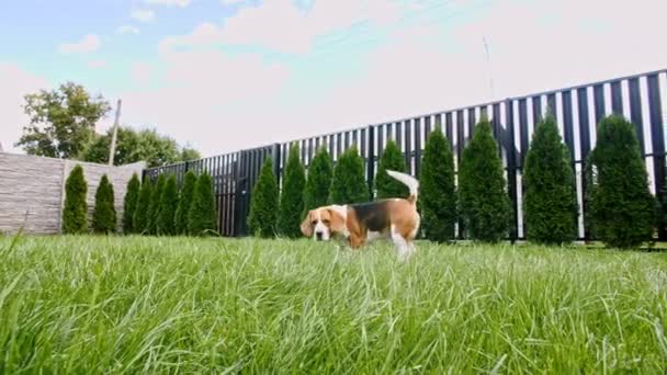 Beagle kutya fut a fű a szabadban fut a kamera felé egy zöld parkban. Kutyás játékot játszik a tulajjal. Lassú mozgás.. — Stock videók