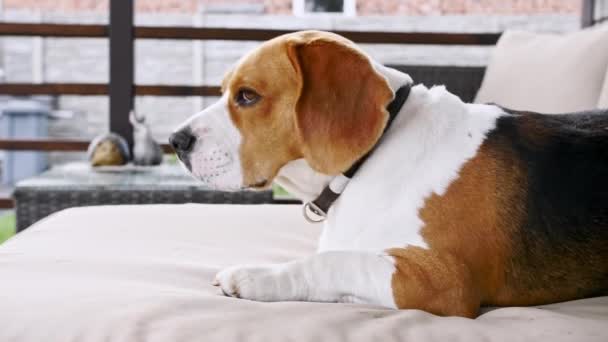 Hund Beagle liegt auf der Couch im Freien. Mans bester Freund. Der Welpe ruht. — Stockvideo