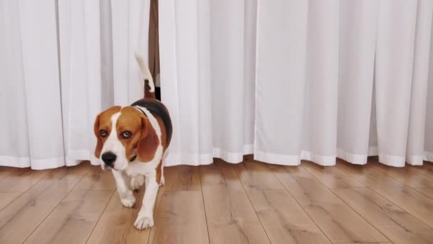 Dog Beagle play he game with owner and are running towards the camera slow motion. Mans best friend. Slow motion. — Stock Video