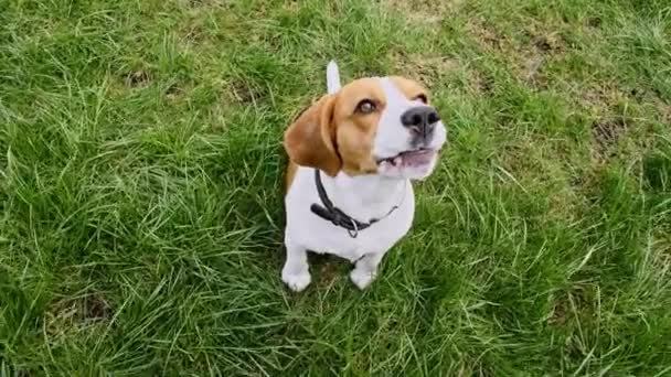 Anjing Beagle duduk di rumput di taman hijau dan kulit kayu. Pelatihan top view Dog. Patuhi, persahabatan. Teman terbaik Mans. — Stok Video