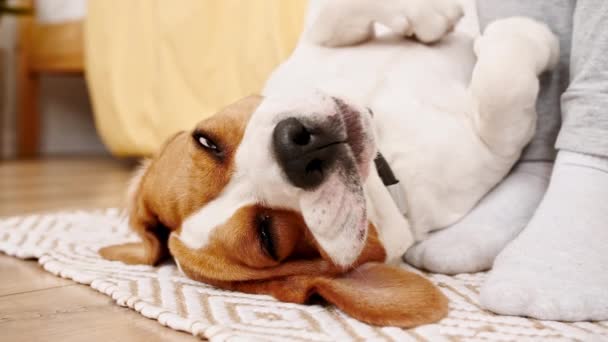 La dueña del perro beagle acostada en la espalda y acariciando a su mascota. Disfrutando de la cálida atmósfera hogareña. Mejor amigo de los hombres. — Vídeos de Stock