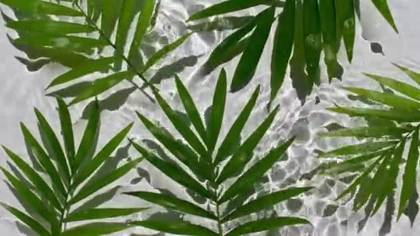 Tropical palm leaves flowers on water surface and falling water drops, raindrops waves on beige background. Water splash white colored. Pure water with reflections sunlight and shadows. Valentines — Stock Video