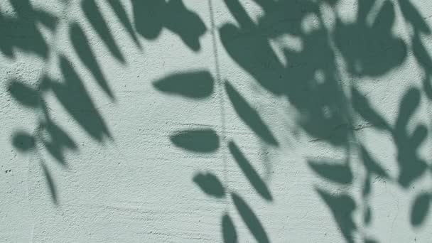 Movimento de folhas no vento sobre o fundo da parede. Sombra borrada transparente de luz de sol de manhã de folhas. Sol e sombras. Sombra de folhas na parede verde. Apresentação do produto, mockup para publicidade. 4k — Vídeo de Stock