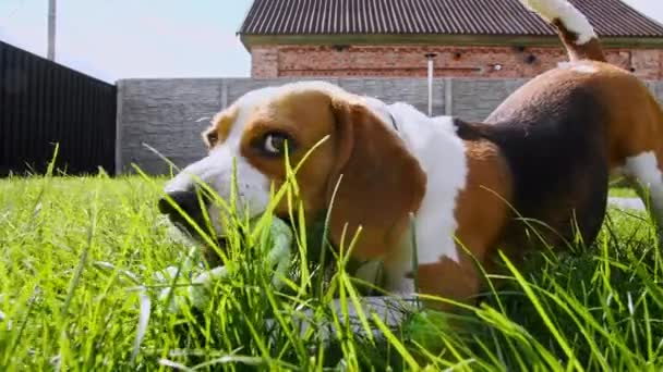 Σκύλος Μπιγκλ παίζει στο γρασίδι σε ένα πράσινο πάρκο με το αγαπημένο παιχνίδι. Εκπαίδευση σκύλων σε εξωτερικούς χώρους. Έννοια υπακοή, φιλία. Ο καλύτερος φίλος του Μαν.. — Αρχείο Βίντεο