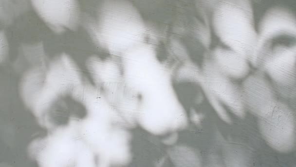 Beweging van bladeren in de wind op de achtergrond van de muur. Transparante wazige schaduw van bladeren ochtendzon licht. Bladschaduw op witte muur. Productpresentatie, model voor reclame. 4k — Stockvideo