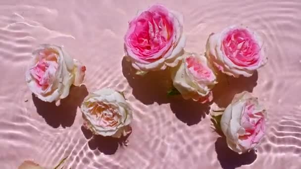 Widok z góry powolny ruch fal wody na różowym tle. Letnia scena z różowymi kwiatami róż na powierzchni wody. Czysta woda z odbiciami, załamaniem światła słonecznego i cieniami. — Wideo stockowe