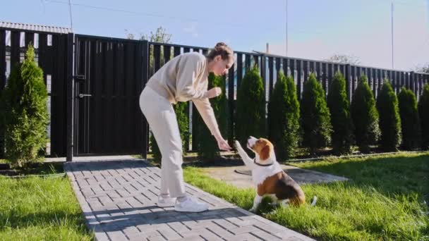 Жінка - власник собаки - бігля тренує її і частує своїм домашнім улюбленцем. Пес сидить вдома на газоні і виконує накази. Мудрий друг. — стокове відео