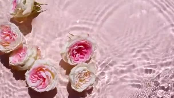 Visão superior câmera lenta de ondas de água no fundo rosa. Cena de verão com rosa rosa flores na superfície da água. Água límpida com reflexos, refração da luz solar e sombras. — Vídeo de Stock