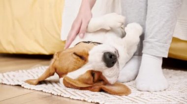 Beagle köpeğinin kadın sahibi arkada uzanıp evcil hayvanını okşuyor. Sıcak ev atmosferinin tadını çıkarıyorum. Mans en iyi arkadaş.