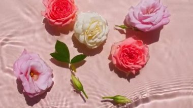 Su yüzeyindeki pembe gül çiçekleri ve pembe arkaplandaki dalgalar. Güneş ve gölgeler. Saf pembe su, yansımaları güneş ışığı ve gölgeleri ağır çekimde. Sevgililer Günü dokusu.