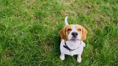 Köpek Beagle yeşil bir parkta çimlerin üzerinde oturuyor ve havlıyor. Top view Köpek eğitimi. İtaat ve dostluğu kabul et. Mans en iyi arkadaş. Av köpeği eğitiminin sahibi hayvanına iyi davranır..