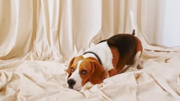 Dog Beagle giace a casa sul pavimento ed esegue i comandi. Mans migliore amico. — Video Stock