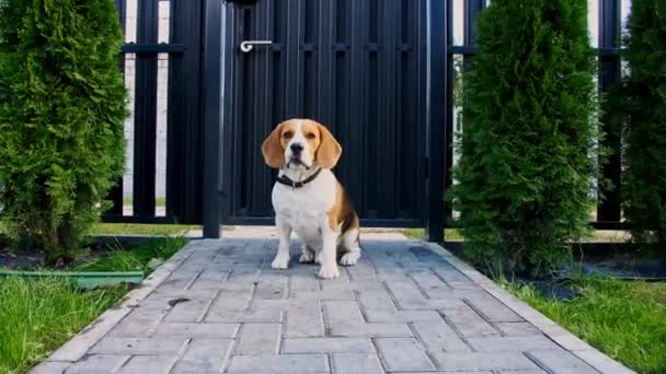 Beagle cane correre a erba all'aperto, inseguire macchina fotografica in movimento. Gioco di cane ha gioco con il proprietario. Rallentatore. — Video Stock
