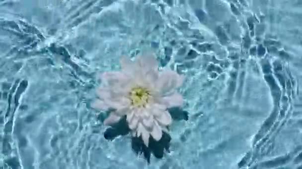 Πάνω άποψη αργή κίνηση των λευκών χρυσάνθεμα λουλούδια στην επιφάνεια του νερού και τα κύματα σε μπλε φόντο. Πιτσιλιές νερού μπλε χρώμα. Καθαρό νερό με αντανακλάσεις ήλιο και σκιές. — Αρχείο Βίντεο