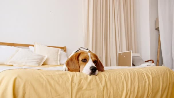 Kutya Beagle otthon fekszik az ágyon, és parancsokat teljesít. Mans legjobb barátja. A kiskutya pihen.. — Stock videók