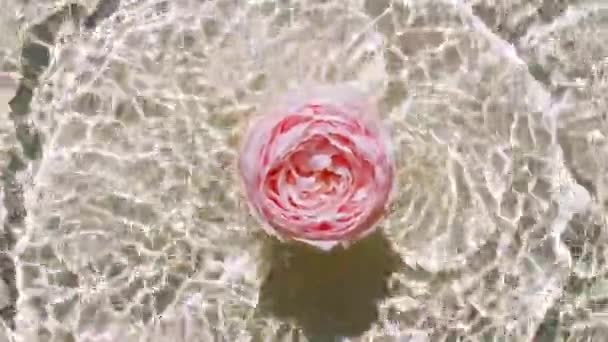 Widok z góry powolny ruch różowych kwiatów róż na powierzchni wody i fale na pastelowym tle. Woda w kolorze białym, beżowym. Czysta woda z odbiciami światła słonecznego i cieni. Walentynki. — Wideo stockowe