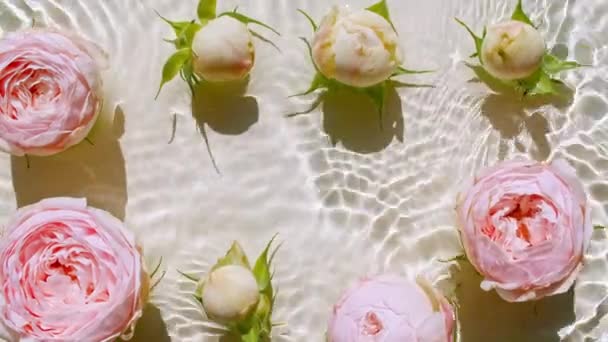 Верхній вид повільний рух квіток рожевої троянди на поверхні води і хвиль на пастельному фоні. Вода хлюпає білим, бежевим кольором. Чиста вода відбиває сонячне світло і тіні. Валентинів день. — стокове відео