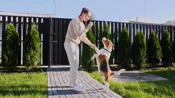 Samica właściciela szkolenia psa beagle i traktuje swojego zwierzaka z ucztą. Beagle stanąć na tylnych nogach i szczeka. Trening psów. Koncepcja posłuszeństwa, przyjaźni. Mans najlepszym przyjacielem. — Wideo stockowe