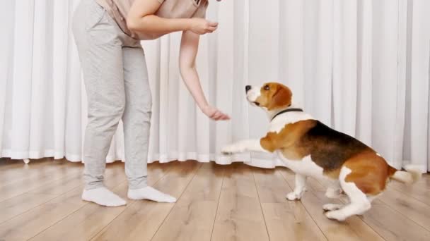 ビーグル犬の訓練の女性の所有者と治療で彼女のペットを扱います。犬は窓の近くの床に座ってコマンドを実行します。マンの親友. — ストック動画