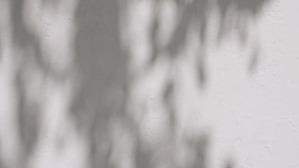 Moto di foglie in vento sullo sfondo della parete. L'ombra sfocata trasparente di luce di sole di mattina di foglie. Ombra foglia su parete bianca. Presentazione del prodotto, mockup per la pubblicità. 4k — Video Stock