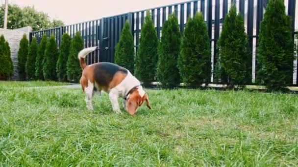 かわいい犬のビーグルは、屋外の芝生で何かをふるい、周りを検索します。鼻を使って何かを探したり、香りを感じたり、アイテムを見つけようとする犬. — ストック動画