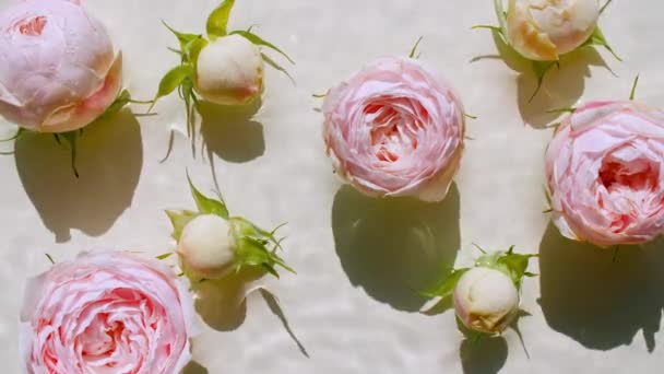 Top view slow motion of Pink rose flowers on water surface and waves on pastel background. Water splash white, beige colored. Pure water with reflections sunlight and shadows. Valentines day. — Stock Video
