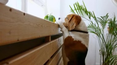 Köpek Beagle ayağa kalkar ve yiyeceğe ulaşır..