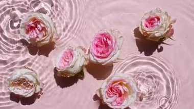 Su yüzeyinde pembe gül çiçekleri ve düşen su damlaları, pembe arka planda dalgalar. Saf pembe su, yansımaları güneş ışığı ve gölgeleri ağır çekimde. Sevgililer Günü dokusu.