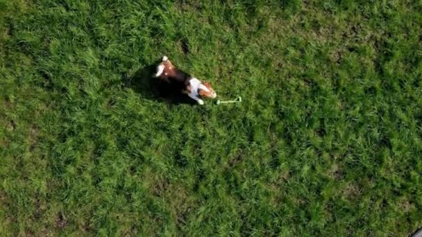Top view ο ιδιοκτήτης διδάξει εντολή με σκυλί beagle στο γρασίδι σε εξωτερικούς χώρους σε ένα πράσινο πάρκο. Πυροβολισμός με drone. Εκπαίδευση σκύλων. Ο καλύτερος φίλος του Μαν.. — Αρχείο Βίντεο