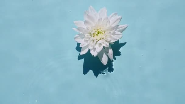 Horní pohled zpomalení pohybu bílé květy chryzantémy na vodní hladině a vlny na modrém pozadí. Voda je modře zbarvená. Čistá voda s odrazy slunce a stínů. — Stock video
