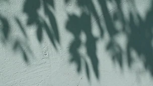 Moto di foglie in vento sullo sfondo della parete. L'ombra sfocata trasparente di luce di sole di mattina di foglie. Sole e ombre. Ombra foglia su parete verde. Presentazione del prodotto, mockup per la pubblicità. 4k — Video Stock