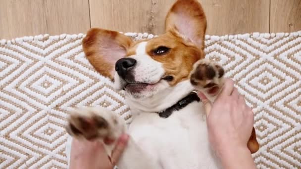 Il proprietario femminile del cane beagle sdraiato sulla schiena e accarezzando il suo animale domestico. Godendo la calda atmosfera di casa. Mans migliore amico. — Video Stock