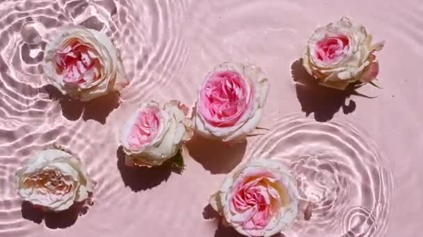 Рожеві троянди на поверхні води і падаючі краплі води, хвилі на рожевому тлі. Чиста рожева вода з відображенням сонячного світла і тіней у повільному русі. Текстура дня Святого Валентина . — стокове відео