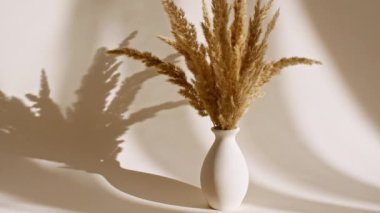 Kurumuş altın çiçekler vazoda. Spikelets 'in rüzgardaki hareketi. Gün ışığı yumuşak ışık ve şeffaf perdeden gelen gölgeler, tül. Mesaj için yer var. 4k