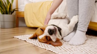 Beagle köpeğinin kadın sahibi arkada uzanıp evcil hayvanını okşuyor. Sıcak ev atmosferinin tadını çıkarıyorum. Mans en iyi arkadaş.