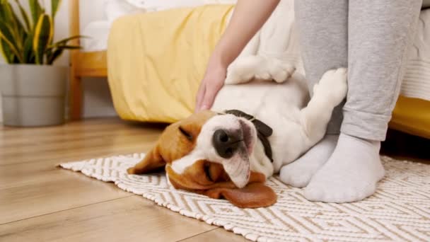 Il proprietario femminile del cane beagle sdraiato sulla schiena e accarezzando il suo animale domestico. Godendo la calda atmosfera di casa. Mans migliore amico. — Video Stock
