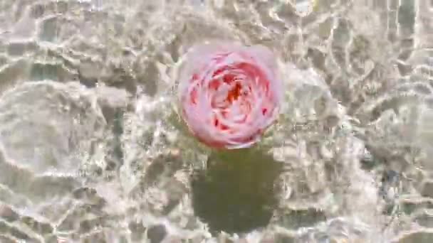 Movimento lento di caduta rosa rosa rosa sulla superficie dell'acqua e cerchi divergenti di acqua su sfondo pastello. Acqua spruzzata di colore bianco, beige. Acqua pura con riflessi luce solare e ombre. 4k — Video Stock