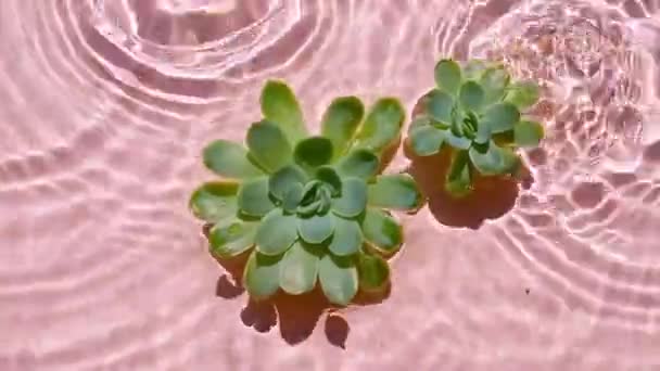 Zielone soczyste kwiaty na powierzchni wody i spadające krople wody, fale deszczowe na różowym tle. Woda w różowym kolorze. Czysta woda z odbiciami światła słonecznego i cieni. Walentynki — Wideo stockowe