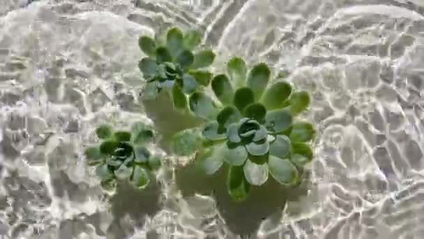 Fiori succulenti verdi sulla superficie dell'acqua e gocce d'acqua che cadono, gocce di pioggia onde su sfondo beige. Acqua spruzzata di colore bianco. Acqua pura con riflessi luce solare e ombre. San Valentino. — Video Stock