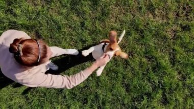 Top View Girl yeşil bir parktaki çimlerde köpek köpeğiyle komuta etmeyi öğretiyor. Beagle arka ayakları üzerinde durur ve sahibine beş dolar verir. İHA uçuşu. Köpek eğitimi. Mans en iyi arkadaş.
