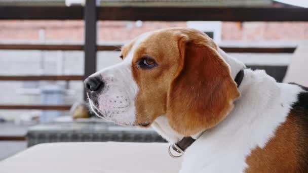 Dog Beagle ligger på soffan utomhus. Mans bästa vän. Valpen vilar.. — Stockvideo