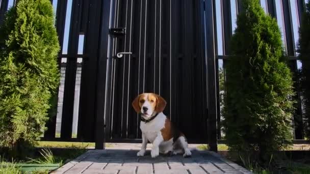 ビーグル犬の芝生の屋外で実行すると、移動カメラを追いかける。犬は所有者と遊ぶ。スローモーション. — ストック動画