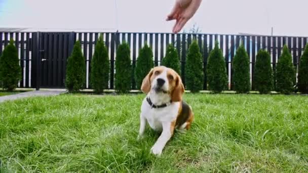 Kutya Beagle ül a fűben a szabadban, és végrehajtja parancsokat. Mans legjobb barátja. A nőstény tulajdonos a beagle kutya képzés és kezeli a kisállat egy élvezet. — Stock videók